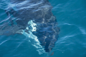 Killer Whale Orca swimming in Monterey Bay Marine Sanctuary