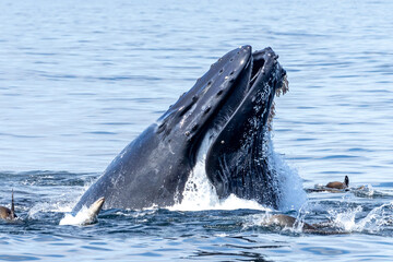Fototapeta premium Humpback whales lunging and breaching