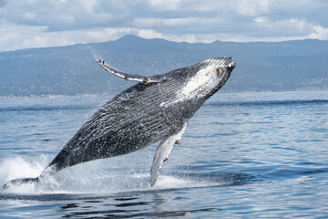Fototapeta premium Humpback whales lunging and breaching