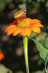 Monarch Butterfly on Orange Dahlia Flower