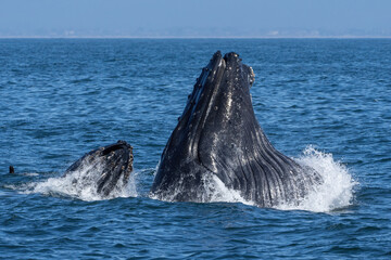 Humpback whales lunging and breaching