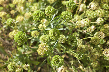 Green flowers in the garden. Summer and spring time