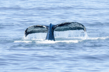 Fototapeta premium Killer Whale Orca swimming in Monterey Bay Marine Sanctuary