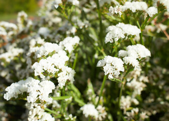 White flowers plumbaginaceae limonium sinuatum forever silver in the garden. Summer and spring time