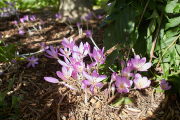Violet flowers goteborg colchicum autumnale in the garden. Summer and spring time