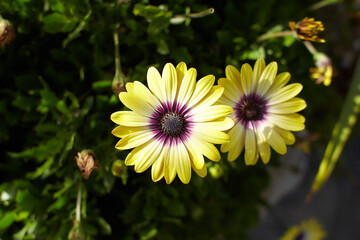 Yellow flowers of Osteospermum, Annuals in the garden. Summer and spring time