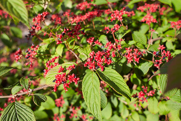 Red flowers of Viburnum Plicatum Berries in the garden. Summer and spring time