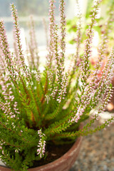 Pink flowers tully calluna vulgaris rosita ericaceae in the pot. Summer and spring time 