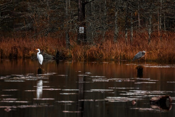 White egret and blue heron perched