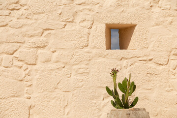 A green cactus plant in front of a yellow desert wall with a little window, Viseu, Portugal. - obrazy, fototapety, plakaty