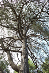 High Pine in the Forest. Close-up of a tree. The bark of a tree close up. Tree trunk view from bottom. Spruce trunk with dry branches at the bottom and green needles at the top