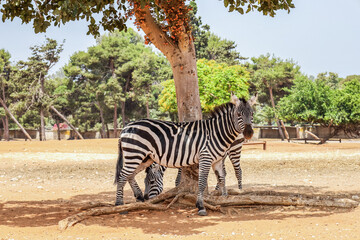 Fototapeta na wymiar Beautiful zebras in safari park