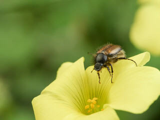 Small beetle on a yellow flower. Genus Chasmatopterus   