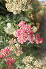 Blue flowers Achillea ageratum 'Salmon Beauty' in the garden. Summer and spring time © Irene Fox