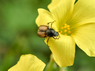 Small beetle on a yellow flower. Genus Chasmatopterus   