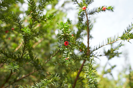 Tree of Taxus brevifolia (Canadian Yew) with orange berry in the garden. Summer and spring time