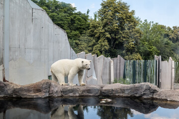 Polar bear (Ursus maritimus) in zoological garden