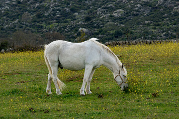 Obraz na płótnie Canvas white horse grazing in the Sierra de Madrid Spain
