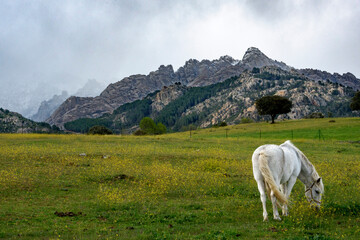 white horse grazing in the Sierra de Madrid Spain