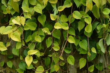 Closeup of fresh betel leaves on a wall