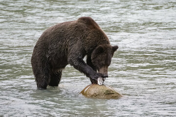 A grizzly eating salmon in the river in Alaska before winter 
