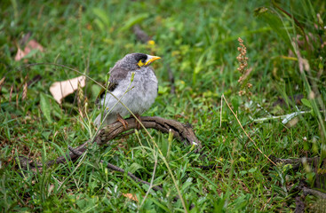 Australian Noisy Miner (Manorina melanocephala)