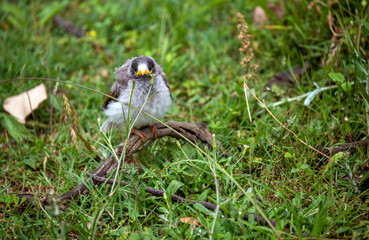 Australian Noisy Miner (Manorina melanocephala)