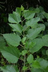 Closeup of fresh green cherry leaves in a garden