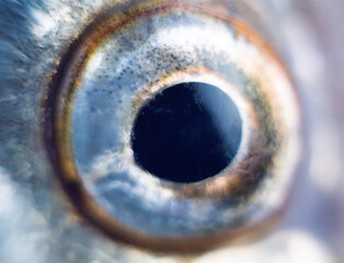 Anatomy of fish. The Sabrefish (Pelecus cultratus) eye close-up