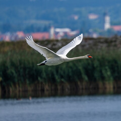 Höckerschwan im Flug