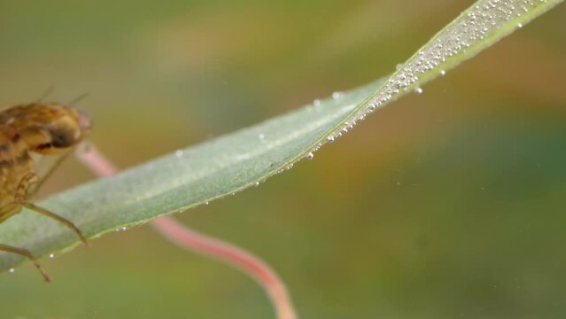 die larve einer gro&szlig;libelle f&auml;ngt mit ihrer fangmaske beute und frisst beute, mehrere unterschiedliche szenen, 50 fps