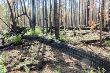 Fire-damaged forest, boreal forests. Burnt boreal forests. Wildfire low fire in a mixed forest with...