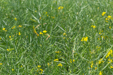 Rape Brassica napus, ripe, dry rape in the field. Ripe dry rapeseed stalks before harvest in day light