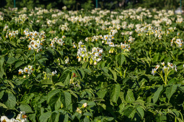 Closeup of a white and yellow blossoming potato plant in the foreground of large field in the Netherlands. It is early in the morning of a sunny day in the beginning of the summer season