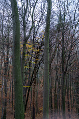 młode drzewo liściaste z żółtymi liściami pośrodku lasu - obrazy, fototapety, plakaty