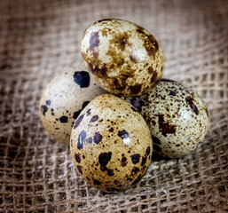 quail eggs close-up in a dark key