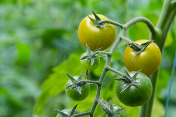 Bunch of organic unripe green tomato in greenhouse. Homegrown, gardening and agriculture consept. Solanum lycopersicum is annual or perennial herb, Solanaceae family. Cover for packaging seeds - Powered by Adobe