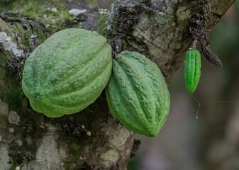 plante de cacao avec des fruits..Les cabosses de cacao mûres sur l'arbre.Culture de cabosses de cacao dans la forêt.