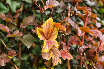 Bush with red leaves outdoors, closeup