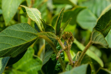 Soybean pods, close up. Agricultural soy plantation and sunshine. Soy bean plant in sunny field. Green growing soybean against sunlight