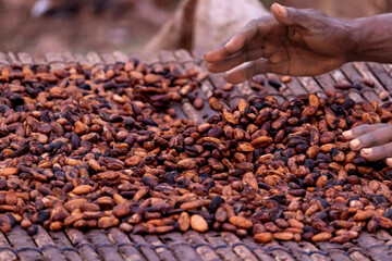 Fruits de cacao prêts à être récoltés. Des gousses de cacao jaunes accrochées à l'arbre à la lumière du soleil.Les gousses de cacao jaunes sont mûres sur l'arbre et prêtes à être récoltées