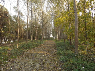 The young forest along the river Danube. The forest along the river Danube in the dry part of the year near the town of Novi Sad 