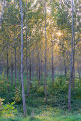 The young forest along the river Danube. The forest along the river Danube in the dry part of the year near the town of Novi Sad 
