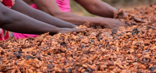 produit du cacao de bonne qualité.Séchage des fèves de cacao .séchage de cacao par des femmes...