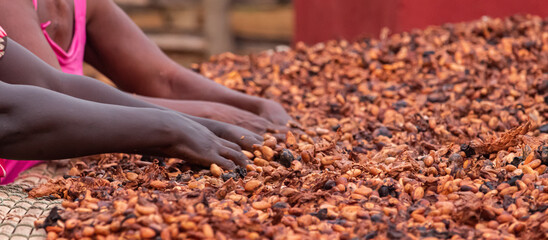 .séchage de cacao par des femmes au au ghana (kumassi) - obrazy, fototapety, plakaty