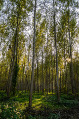 Obraz premium The young forest along the river Danube. The forest along the river Danube in the dry part of the year near the town of Novi Sad 