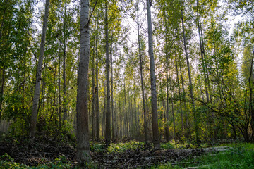 Fototapeta na wymiar The young forest along the river Danube. The forest along the river Danube in the dry part of the year near the town of Novi Sad 