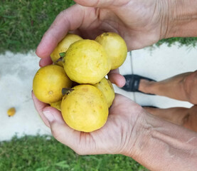 guavas in hands