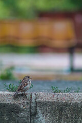 Close up of sparrow bird sitting on concrete with copy space