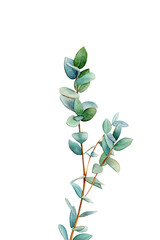 Eucalyptus watercolor, Greenery clipart, Foliage, Green leaves, Modern wedding floral invite card, Eucalyptus PNG, Watercolor PNG